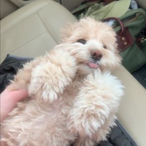 Meet your Posher, Alana